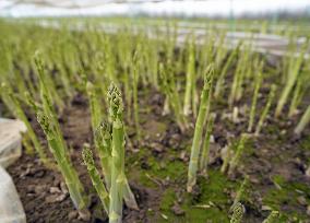 Winter asparagus in Hokkaido