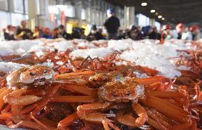 Red snow crabs at Tottori port