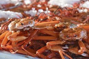 Red snow crabs at Tottori port