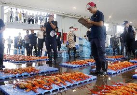 Red snow crab catch in central Japan