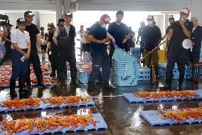 Red snow crab catch in central Japan