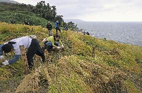 Rice-harvesting in Wajima