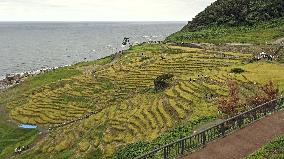 Rice-harvesting in Wajima