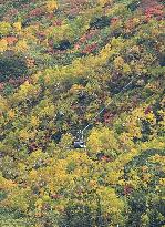 Autumn foliage on Mt. Asahidake in Hokkaido