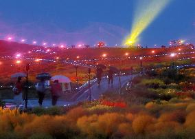Illuminated kochia field in eastern Japan park