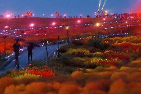 Illuminated kochia field in eastern Japan park